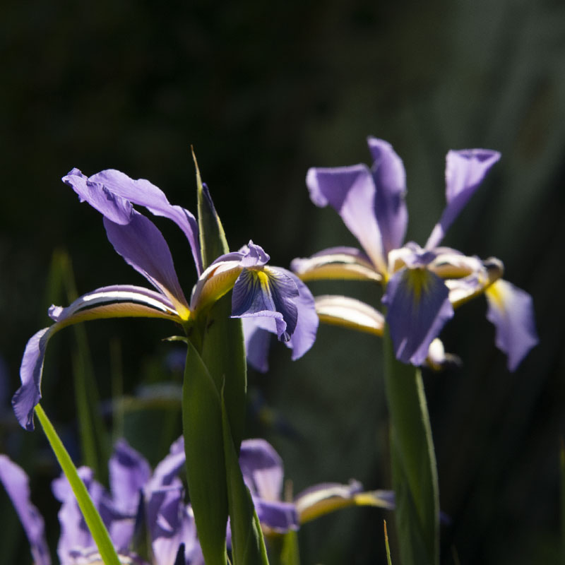 Fleur Iris Couvre livre