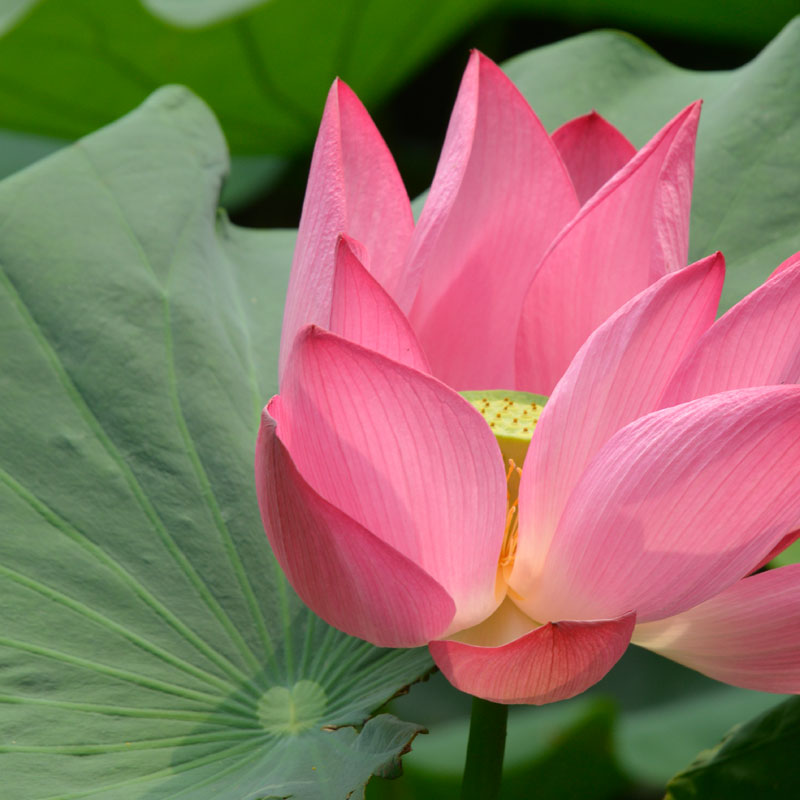 Fleur Lotus Couvre livre